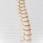 spine, disc, the back-2539697.jpg